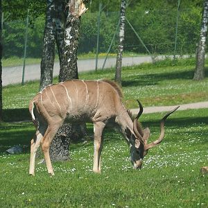 Greater kudu (Tragelaphus strepsiceros), 2023-05-19