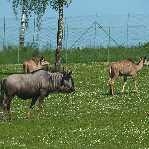 Blue wildebeest (Connochaetes taurinus taurinus) and Greater kudu (Tragelaphus strepsiceros), 2023-05-19