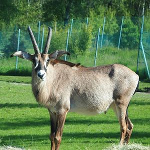 Roan antelope (Hippotragus equinus), 2023-05-19