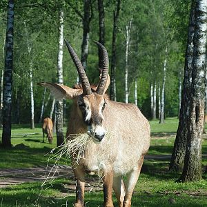 Roan antelope (Hippotragus equinus), 2023-05-19