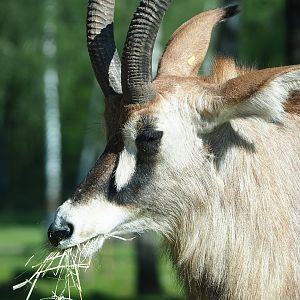 Roan antelope (Hippotragus equinus), 2023-05-19