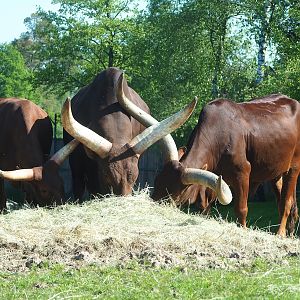 Ankole-Watusi cattle (Bos taurus indicus x B. t. taurus), 2023-05-19