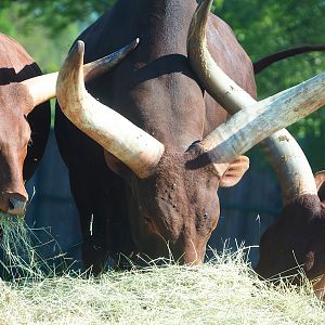Ankole-Watusi cattle (Bos taurus indicus x B. t. taurus), 2023-05-19
