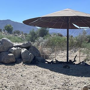 Klipspringer and Marabou Stork in the shade