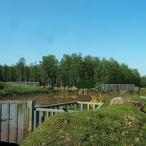 African drive-through safari - Hippopotamus pond separated from main drive-through exhibit, 2023-05-19