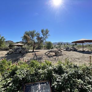 Klipspringers/Marabou Storks/Grevys Zebra