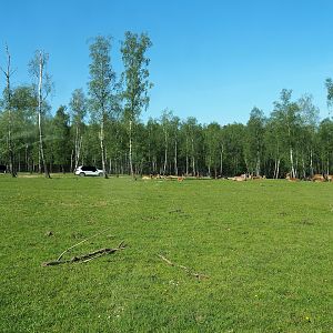 African drive-through safari, 2023-05-19