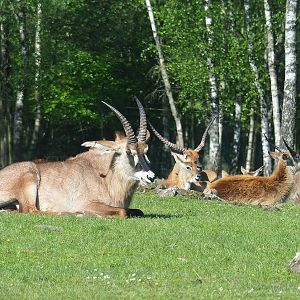 Roan antelope  (Hippotragus equinus) and Red lechwes (Kobus leche leche), 2023-05-19