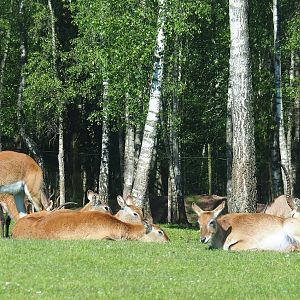 Red lechwes (Kobus leche leche), 2023-05-19