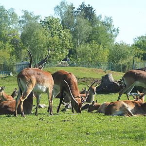 Red lechwes (Kobus leche leche), 2023-05-19