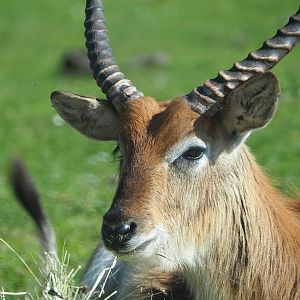 Red lechwe (Kobus leche leche), 2023-05-19