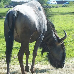 Blue wildebeest (Connochaetes taurinus taurinus), 2023-05-19
