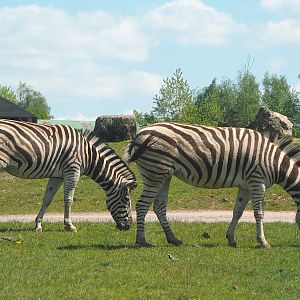 Chapman's zebras (Equus quagga chapmani), 2023-05-19