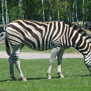 Chapman's zebra (Equus quagga chapmani), 2023-05-19