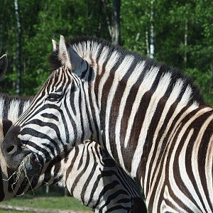 Chapman's zebra (Equus quagga chapmani), 2023-05-19