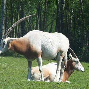 Scimitar-horned oryxes (Oryx dammah), 2023-05-19