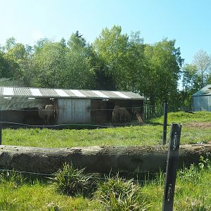 Drive-through safari - Domestic Bactrian camel paddock, 2023-05-19