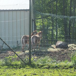 Drive-through safari - Small part of side paddock with Asian species, 2023-05-19