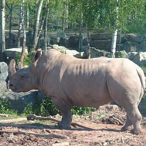 Southern white rhinoceros (Ceratotherium simum simum), 2023-05-19