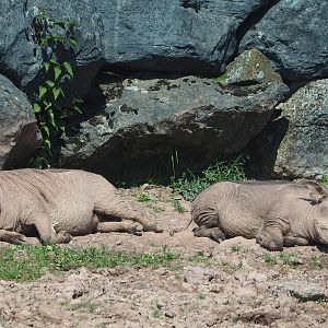 Common warthogs (Phacochoerus africanus), 2023-05-19