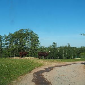 African drive-through safari, 2023-05-19