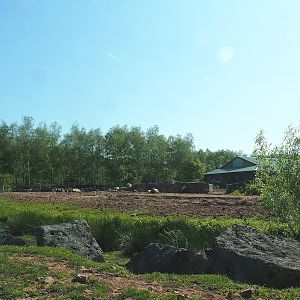 African drive-through safari - Southern white rhinoceros and warthog paddock, 2023-05-19