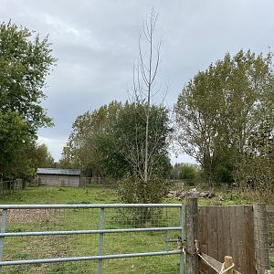 Capybara enclosure, second part, All things Wild, UK