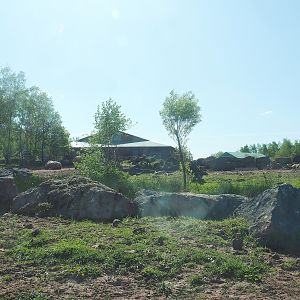 African drive-through safari - Southern white rhinoceros and warthog paddock, 2023-05-19