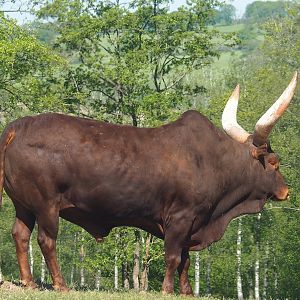 Ankole-Watusi cattle bull (Bos taurus indicus x B. t. taurus), 2023-05-19