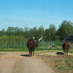 Ankole-Watusi cattle and Giant anteater exhibit seen from the African drive-through safari, 2023-05-19