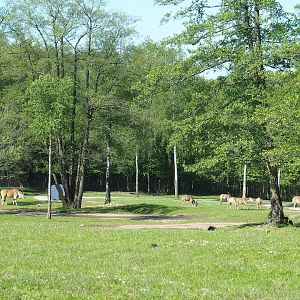 African drive-through safari, 2023-05-19