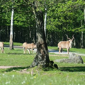 Greater kudus (Tragelaphus strepsiceros),  2023-05-19