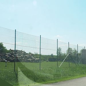 Tajik markhor and White-naped crane exhibit, 2023-05-19