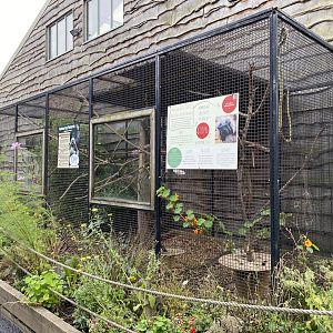 Cotton top tamarin enclosure, All things wild, UK