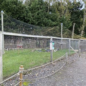 Agouti enclosure, All things wild, UK
