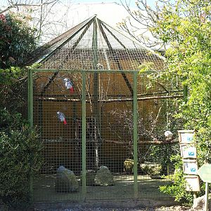 First parrot aviary - Congo African grey parrot, Citron-crested cockatoo and macaws, 2023-05-19