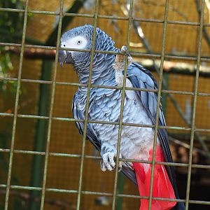 Congo African grey parrot  (Psittacus erithacus), 2023-05-19