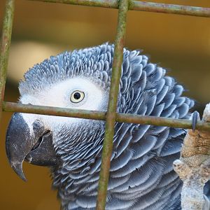 Congo African grey parrot  (Psittacus erithacus), 2023-05-19