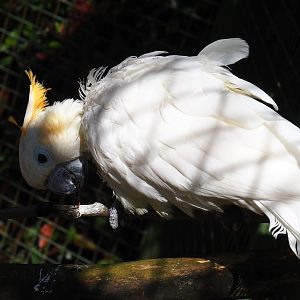 Citron-crested cockatoo (Cacatua citrinocristata), 2023-05-19