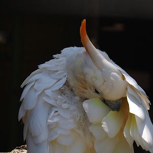 Citron-crested cockatoo (Cacatua citrinocristata), 2023-05-19