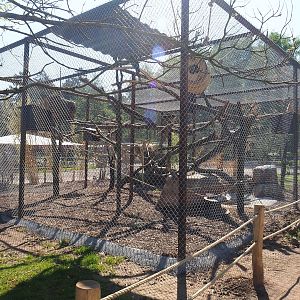 New Great green macaw aviary, 2023-05-19