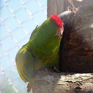 Great green macaw (Ara ambiguus), 2023-05-19