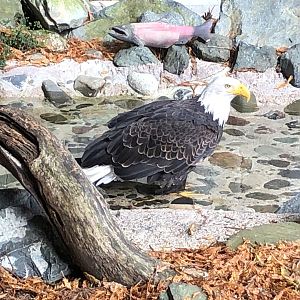 Bald eagle, Haliaeetus leucocephalus
