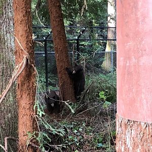 Noni & Tule, American black bears, Ursus americanus