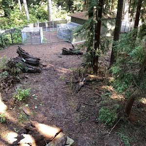 "Bear Backyard" -- Second, smaller black bear exhibit