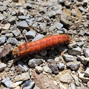 Invertebrate ID - Wild