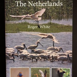 A Birdwatching Guide to The Netherlands