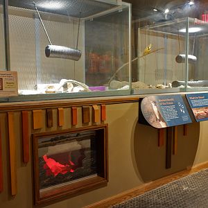 b.f. ferret exhibit interior