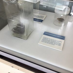 Common Hippopotamus Testes