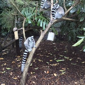 Ring-tailed Lemur Troop